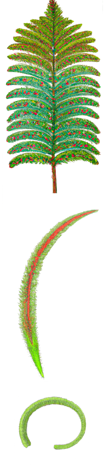 vertical-ferns 1